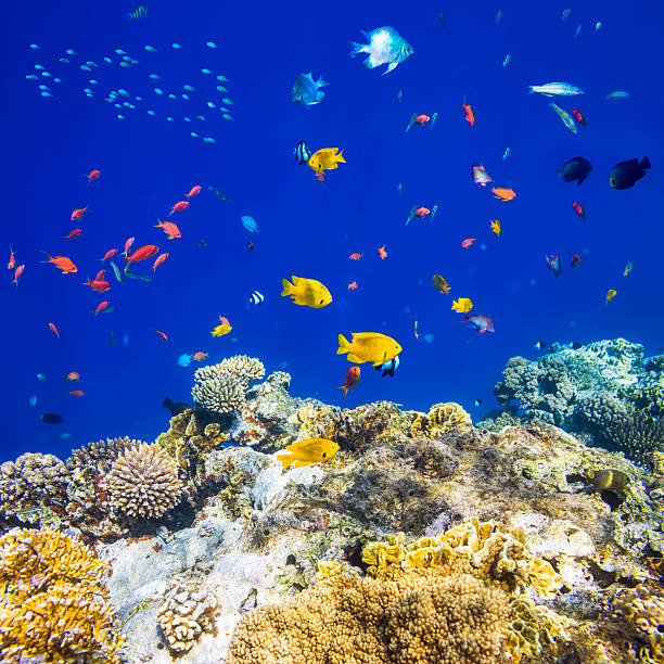 Coral Reef and Tropical Fish in Sunlight. Singapore aquarium