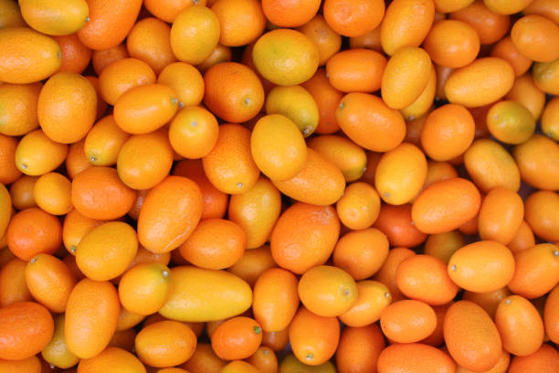 Large group of kumquat fruit perfect for backgrounds.