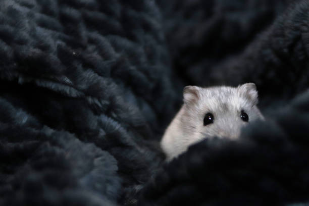 A cute little russian dwarf hamster hiding in a gray blanket to keep herself warm.