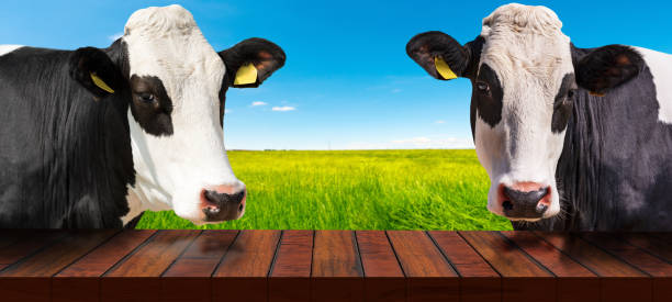Empty Wooden Table and a Dairy Cows on a Countryside Landscape