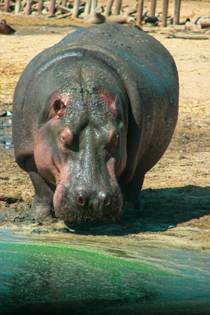 istock A hippopotamus near a pond 1705795633