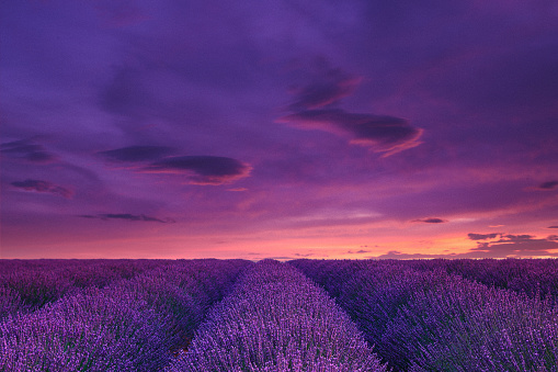French lavander, Plateau di Valensole -As dusk descends upon Provence, France, a mesmerizing scene comes to life. A vast lavender field stretches out beneath a canvas of dusky, purple-tinged sky. The fading light of day imparts a subtle, enchanting glow to the field's vibrant purple blossoms. In this tranquil moment, the lavender's beauty takes center stage, creating a serene and evocative ambiance that captures the essence of Provence's natural splendor as night gently approaches.