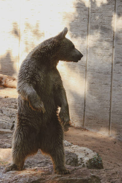 istock The bear stands on its hind legs 1705796749