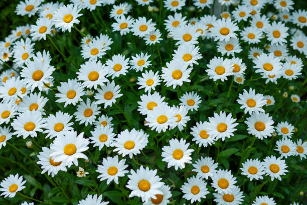 istock Background of large blooming white daisies with yellow stamens 1705802485