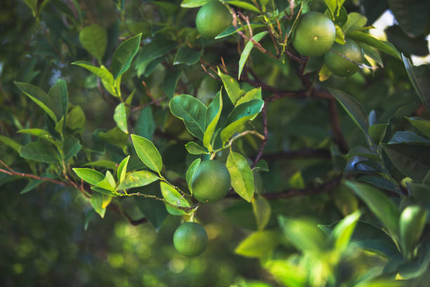 Lime Bush. Limes growing on the bush. Selective focus