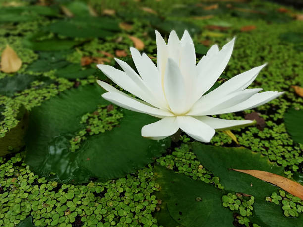 White lotus flower, growth on the pond White lotus flower, growth on the pond white lotus stock pictures, royalty-free photos & images