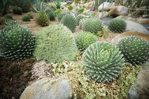 istock Cactus, desert plants, nature, tropical plants, sharp white thorns. 1705803734