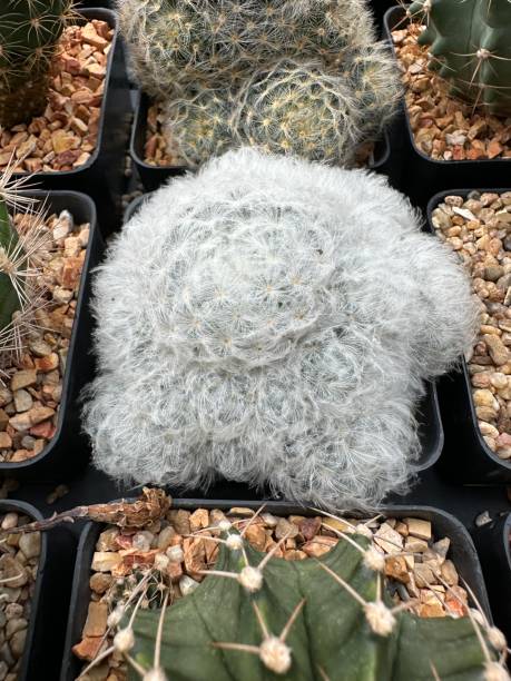 istock Cactus, desert plants, nature, tropical plants, sharp white thorns. 1705803878