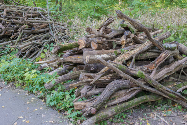 A pile of sawn dry trees and branches in a park or forest. Dry twigs pile ready for campfire, sticks, brushwood