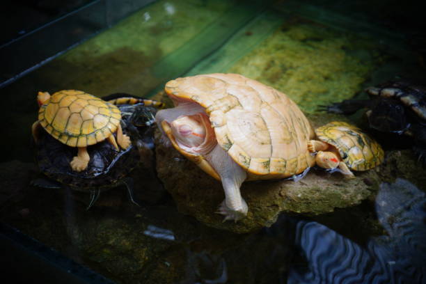 istock A golden turtle lies in the sun. 1705807435