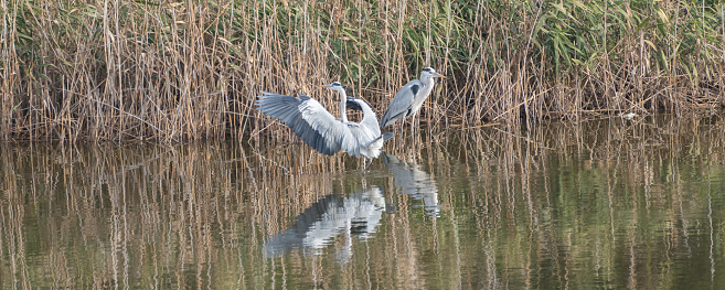 flying heron