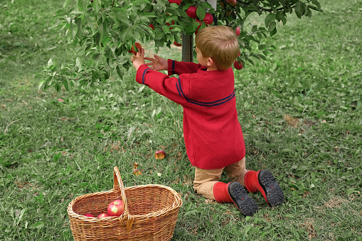 Young Child in the Apple Orchard after Harvesting. Small Toddler Boy Eating a Big Red Apple in the Fruit Garden at Fall Harvest. Basket of Apples on a Foreground. Autumn Cloudy Day, Soft Shadow. Kid Biting Juicy Fresh Apple. Bio Produce. Children wearing warm clothes from natural fibers, organic fabric.