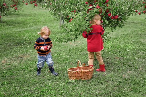 Two Young Children in the Apple Orchard before Harvesting. Small Kids Toddlers, Boy and Girl Eating Big Red Apples in Fruit Garden. Fall Harvest Basket of Fresh Apples. Autumn Cloudy Day Soft Shadow. Kid Biting Juicy Fresh Apple. Bio Produce. Children wearing warm clothes from natural fibers, organic fabric.