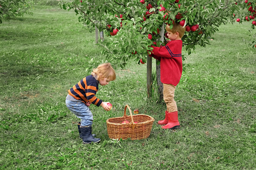 Two Young Children in the Apple Orchard before Harvesting. Small Kids Toddlers, Boy and Girl Eating Big Red Apples in Fruit Garden. Fall Harvest Basket of Fresh Apples. Autumn Cloudy Day Soft Shadow. Kid Biting Juicy Fresh Apple. Bio Produce. Children wearing warm clothes from natural fibers, organic fabric.