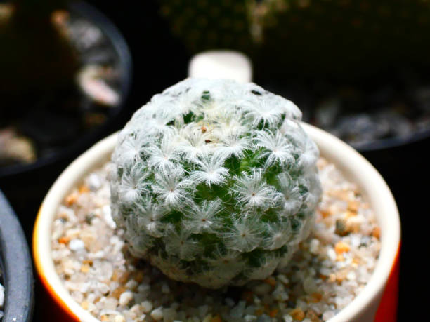 istock Small green cactus in a pot, beautiful, natural.Macro image.Selective focus. 1705809653