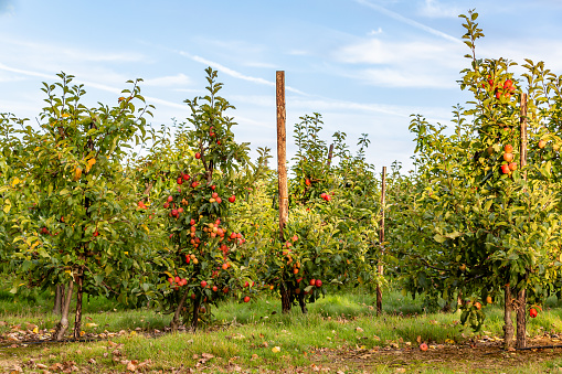 apples are ready to be harvest