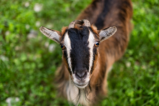 Cute brown baby goat, standing facing front. Looking straight to camera showing both eyes. Isolated on a white background.