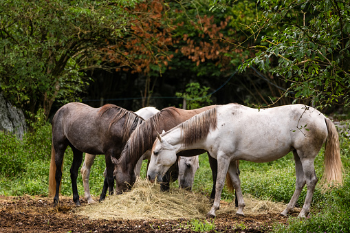 Horses on farm eating hay