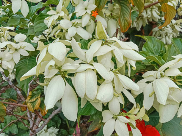 White Mussaenda Philippica flowers. The White Mussaenda flowers or Dona Aurora or Dona Queen Sirikit. Mussaenda flowers. White Mussaenda Philippica flowers. The White Mussaenda flowers or Dona Aurora or Dona Queen Sirikit. Mussaenda flowers blooming in the garden. mussaenda parviflora stock pictures, royalty-free photos & images