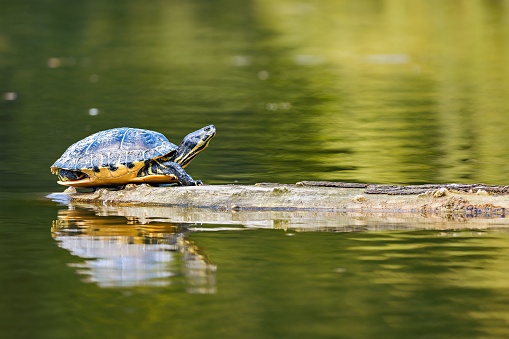 A solitary turtle perched atop a wooden log in a tranquil body of water.