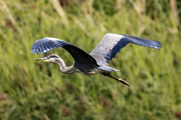 istock Majestic grey heron soaring through the sky above lush green grass. 1705825707