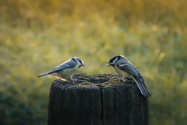 The two great tits perched on a tree stump in a grassy meadow, AI-generated.