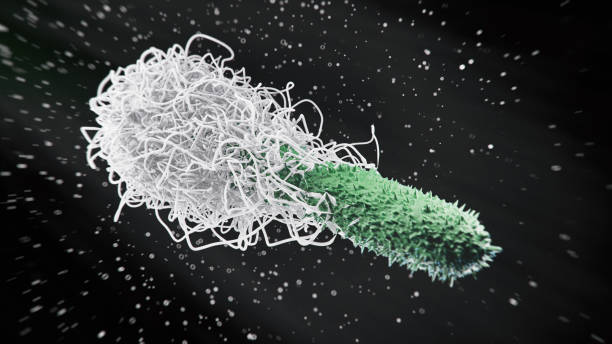 Cell Engulf Types 20+ Engulfing White Blood Cell Stock Photos, Pictures & Royalty-Free ...