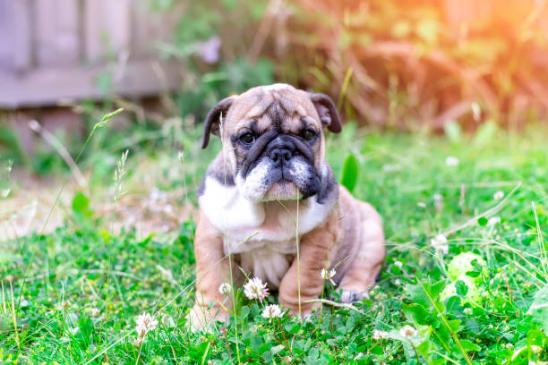 cucciolo di red english bulldog fuori a fare una passeggiata giocando, seduto sull'erba - english bulldog foto e immagini stock