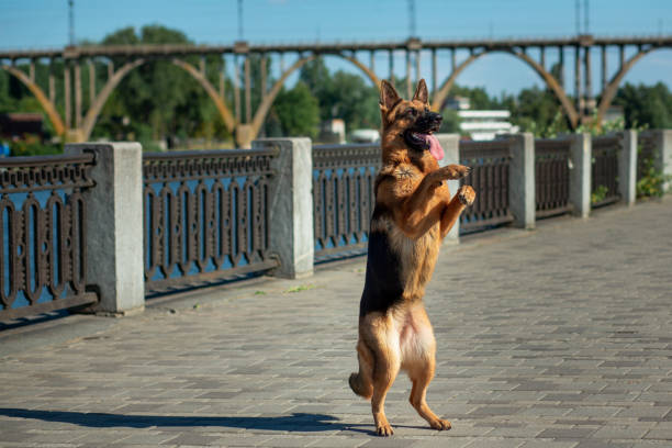 A German Shepherd stands on its hind legs on a granite embankment, following its owner's command