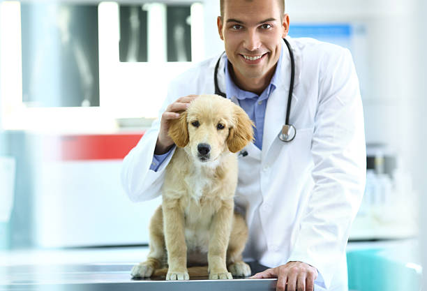 uśmiech vet z zdrowy pies. - portrait animal hospital embracing holding zdjęcia i obrazy z banku zdjęć