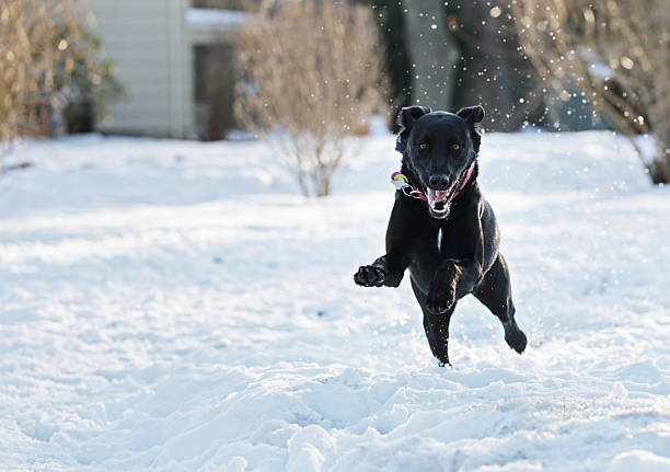 felice cane saltare gli da neve - isweather2013 foto e immagini stock