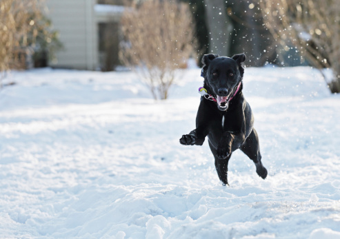 An excited black labrador retriever mixed breed dog is running and leaping and splashing through deep snow after a heavy winter snowfall. Slightly desaturated.