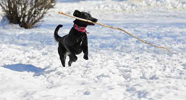 perro de transporte de acicate salto en la nieve de invierno - isweather2013 fotografías e imágenes de stock