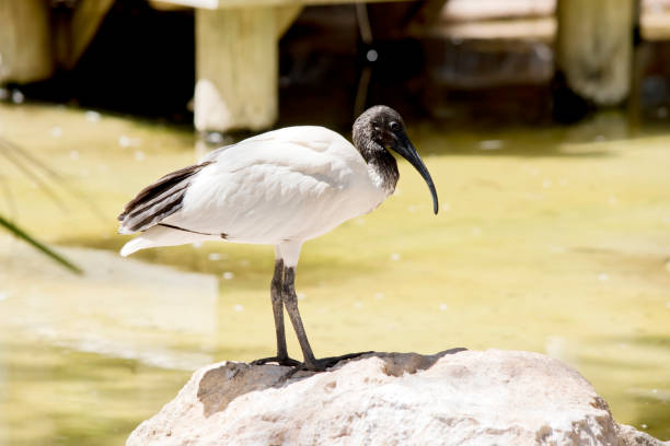 istock this is a side view of a white ibis standing on a rock 1705852295