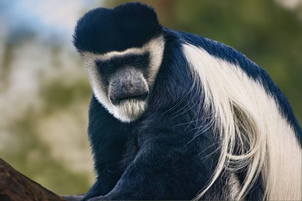 istock Closeup of an adorable colobus monkey. 1705857822