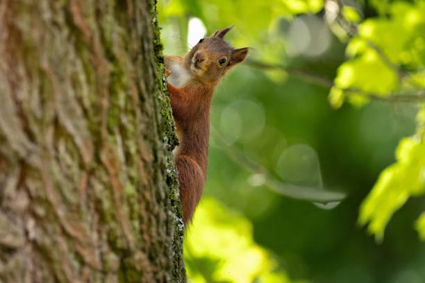 istock Solitary squirrel perched atop a tree trunk, snacking on a tasty nut. 1705857834