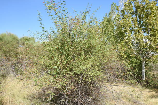 istock Thicket with red berries from the forest, Escucha Teruel, Spain 1705862233