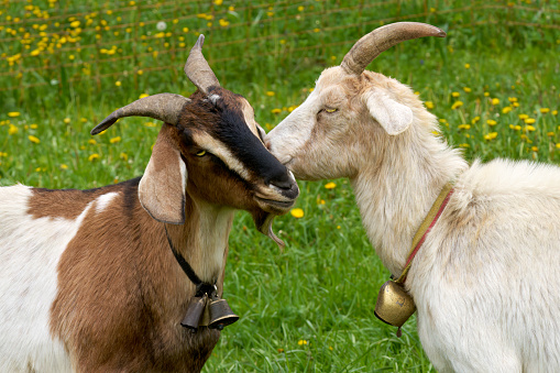Portrait of two horned goats with loving social behavior on a meadow in spring