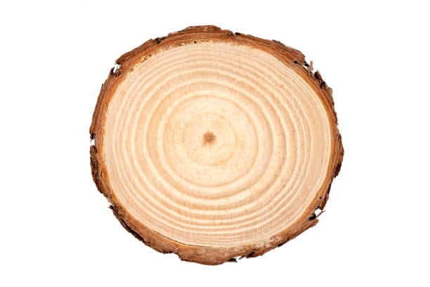istock Cross section of tree trunk showing growth rings 1705878218