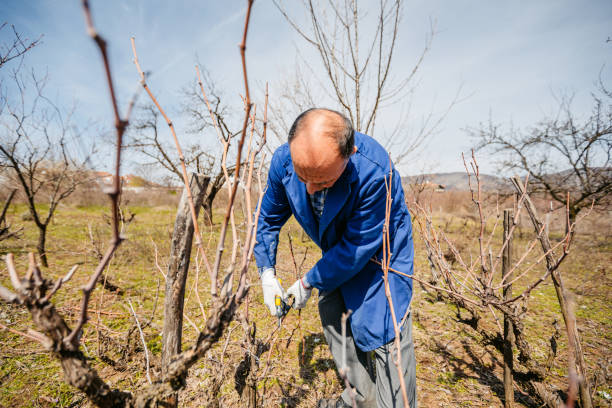 istock Mature Man Pruning A Fruit Tree In The Vineyard 1705880881