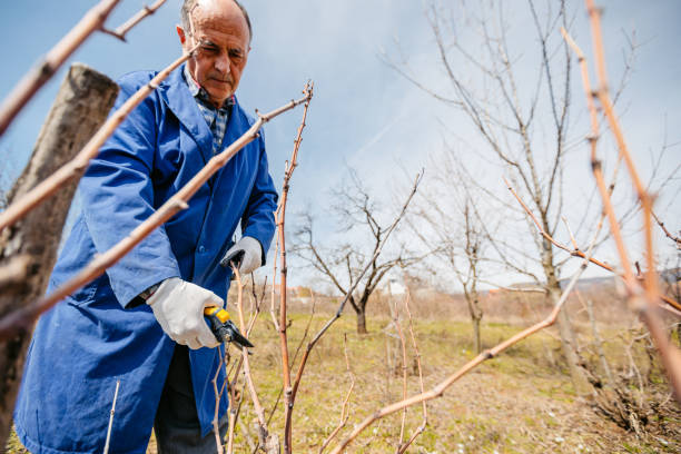 istock Mature Man Pruning A Fruit Tree In The Vineyard 1705881396