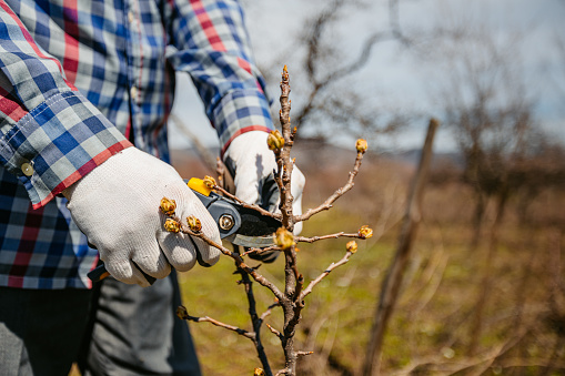 Mature man pruning fruit branches in his vineyard. Close-up.