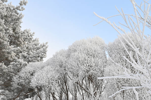 árvores em uma paisagem de inverno. árvores na geada. - photography branch tree day - fotografias e filmes do acervo