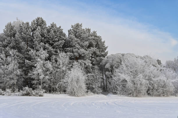 trees in a winter landscape. trees in frost. - photography branch tree day imagens e fotografias de stock