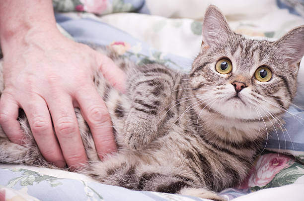 istock Human hand pets a Scottish-straight gray beautiful cat 170588481