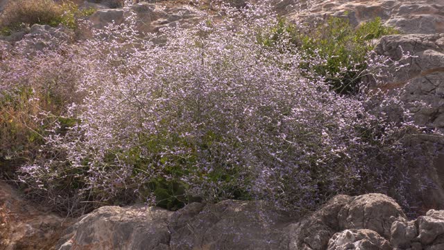 Greek flora.