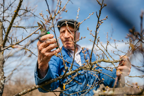 istock Senior Man Pruning A Fruit Tree In The Vineyard 1705886925