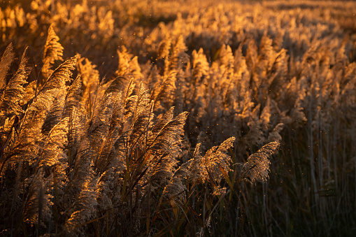 Common reeds (Phragmites australis) surrounded by small insects in the light of the sunset in the marshy countryside.