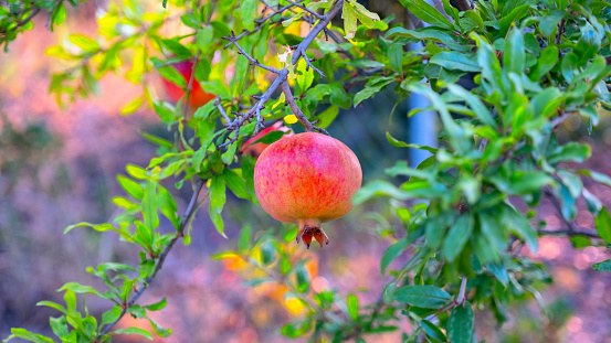 Pomegranate, fresh organic fruit ripening on its tree