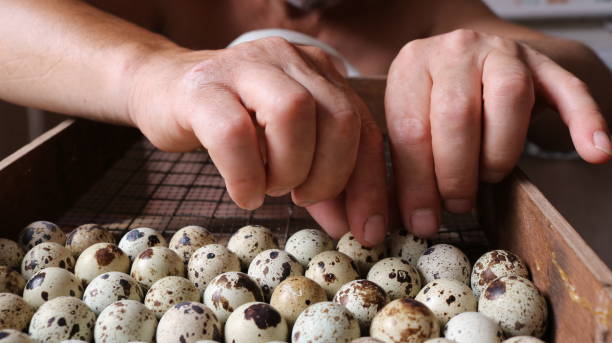 руки фермера укладывают перепелиные яйца в ящик инкубатора - brooder стоковые фото и изображения